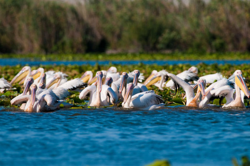 Danube Delta