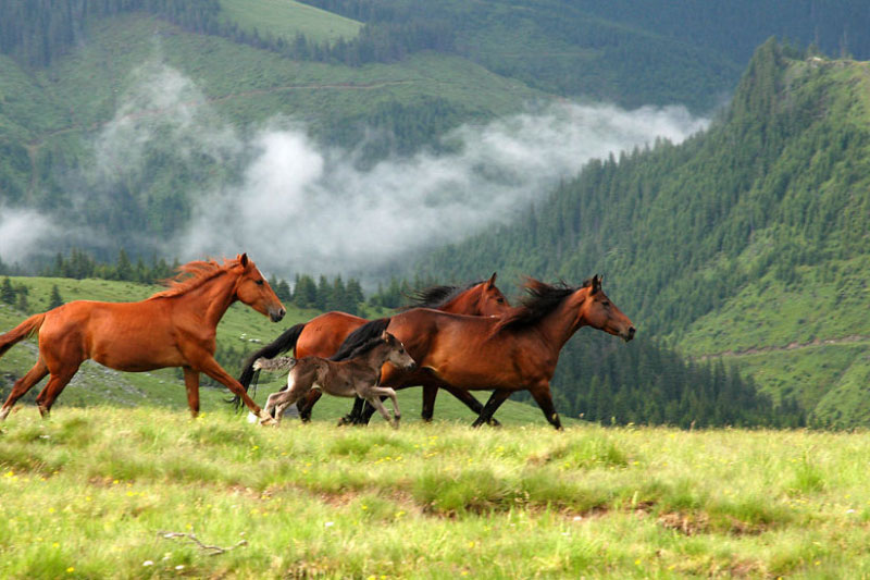 Mountain Wild Horses