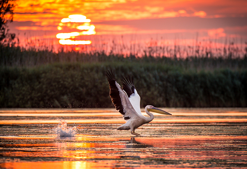 Wildlife in Danube Delta