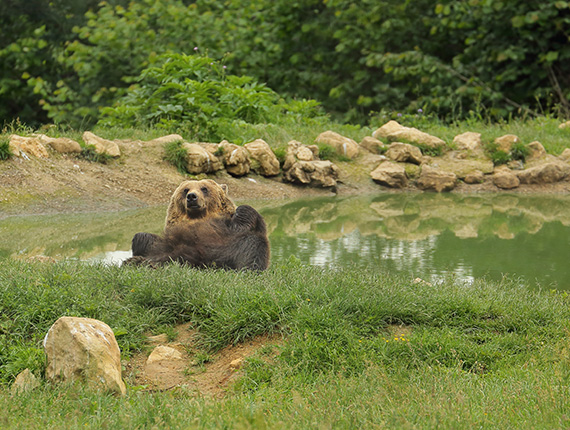 Bear at the Zarnesti Sanctuary