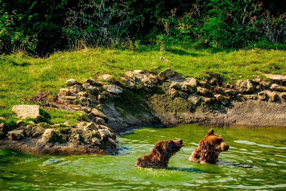 Visit Liberty Bear Sanctuary Zarnesti reserve