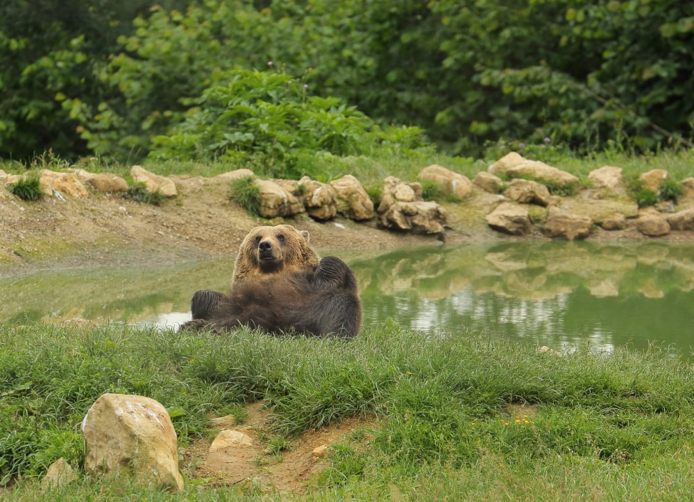 Zarnesti Bear Sanctuary