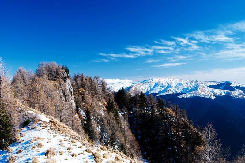 Mountain Forest