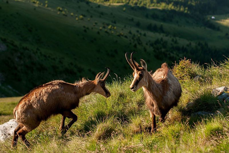 Piatra Craiului