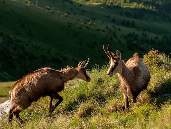 Piatra Craiului National Park