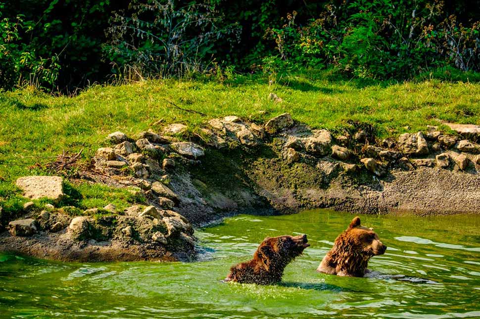 Brown Bears Zarnesti
