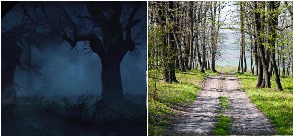 Romanian Forests