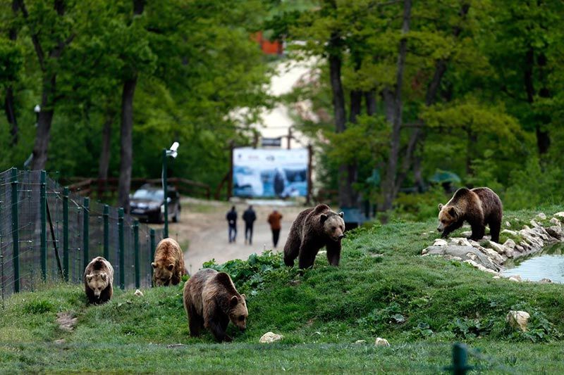 Zarnesti Bear Sanctuary