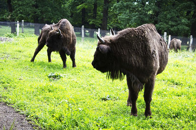 Neamt Bison Reservation