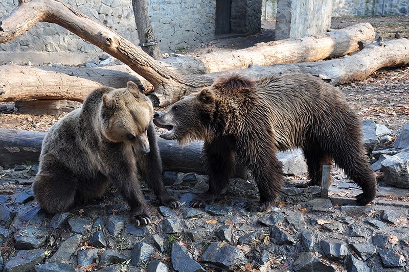 Visit the zoo