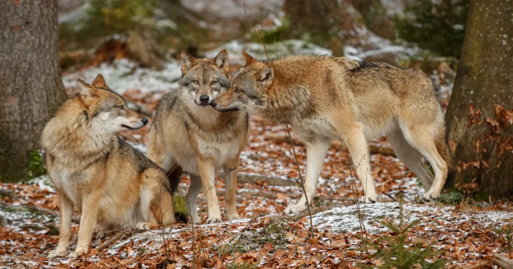 saint andrew in romania