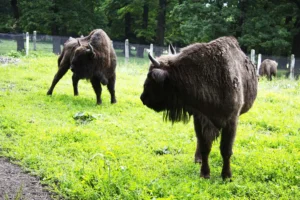 Rural Experience from Iași – Agapia Monastery and Villages — Rolandia tour