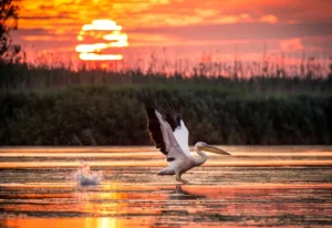 Danube Delta