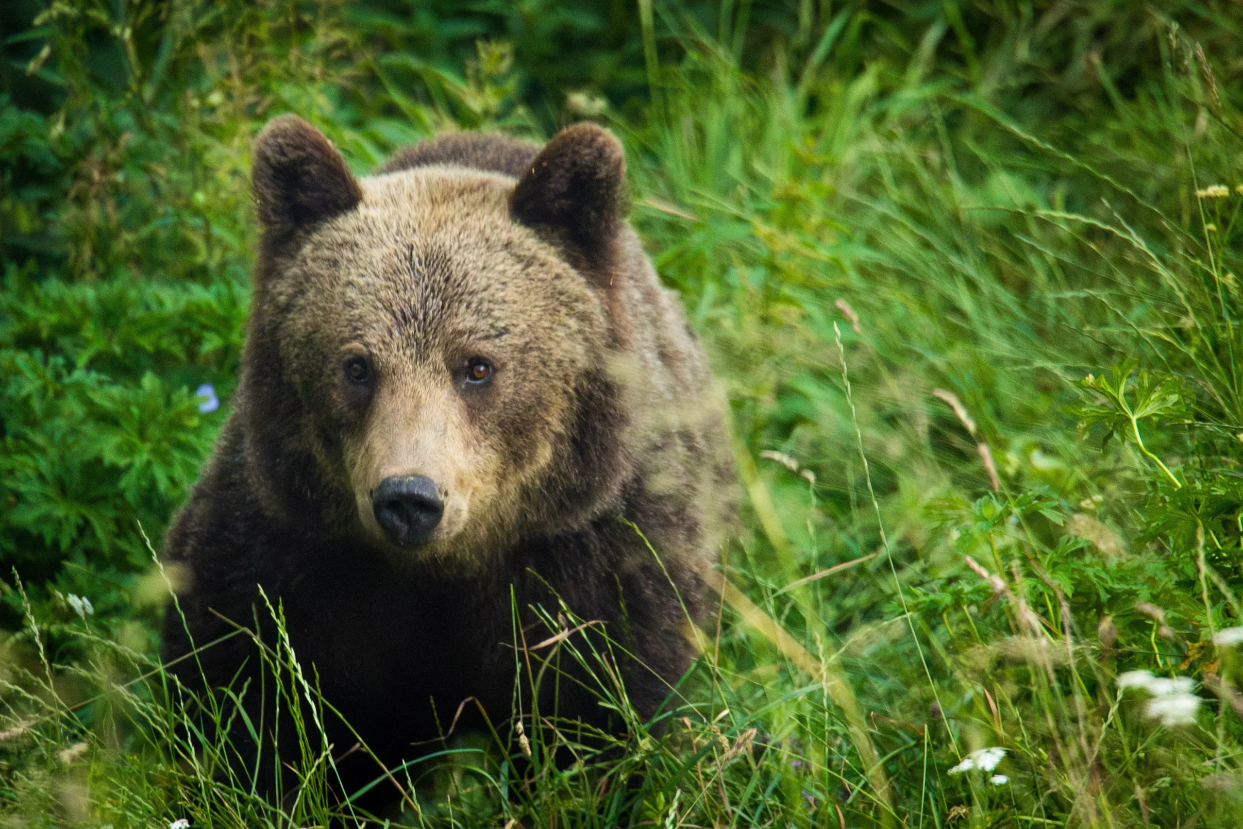 bear sanctuary libearty