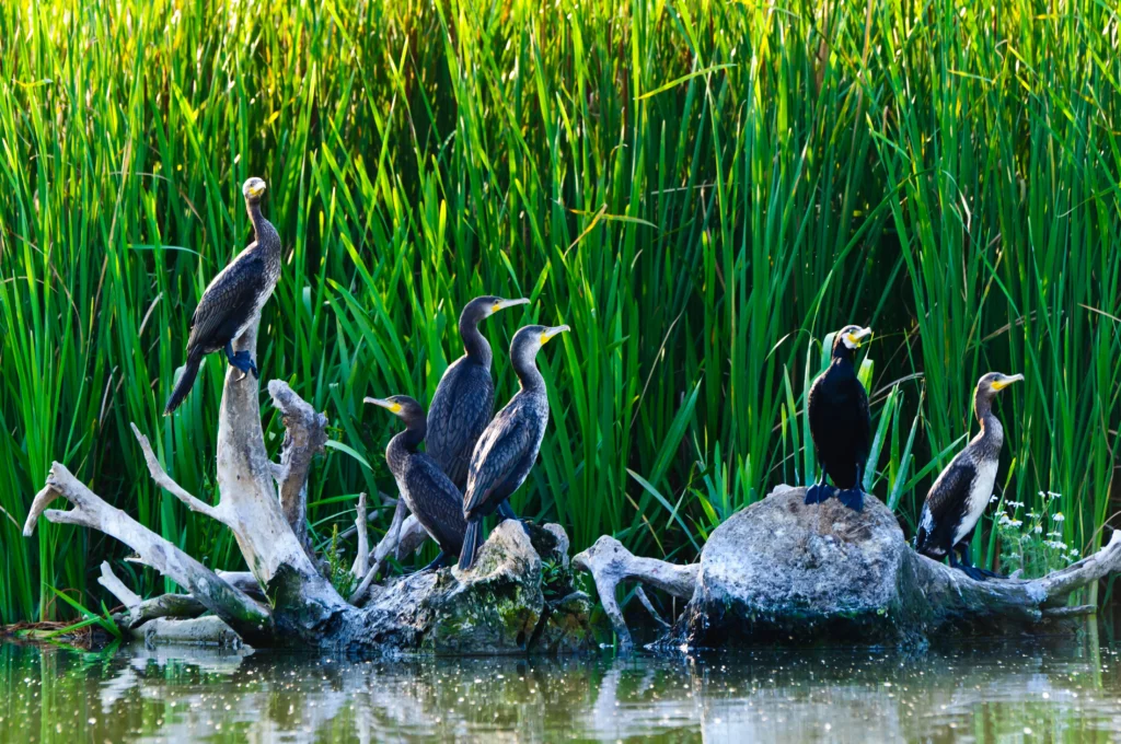 danube delta bird watching