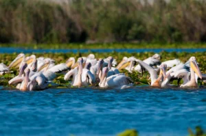 Danube Delta Safari – 4 Days from Bucharest — Rolandia tour