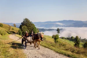 Bucovina