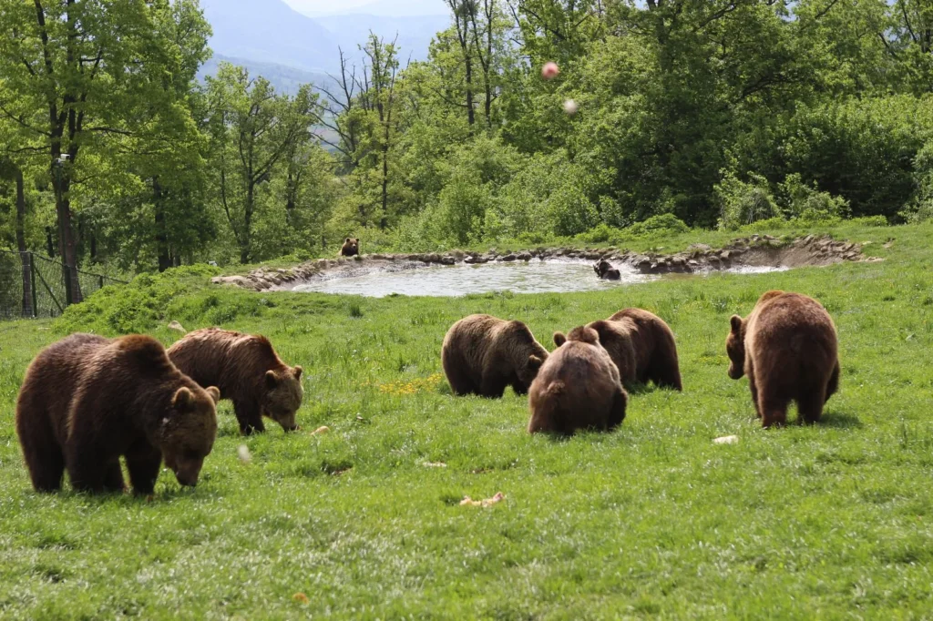 libearty bear sanctuary zarnesti