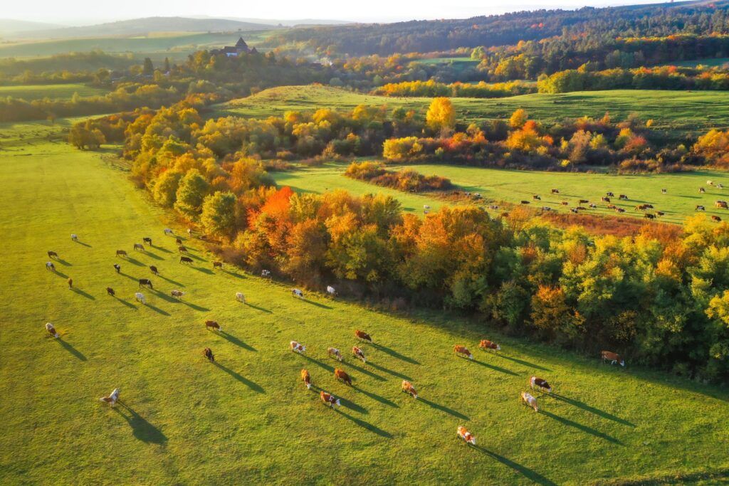 via transilvanica terra saxonum