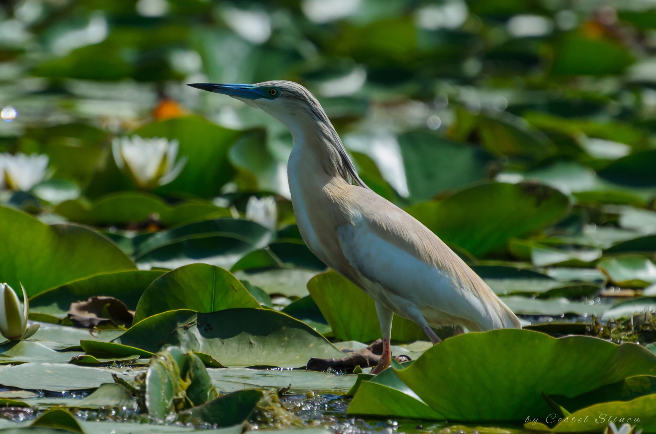 A Complete, In-Depth Guide to Planning a Danube Cruise Romania Extension 4 Squacco Heron Danube Delta