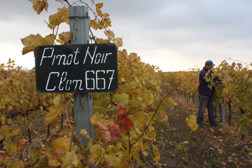 15 Best Things to Do in Transylvania 4 Vineyard in Romania